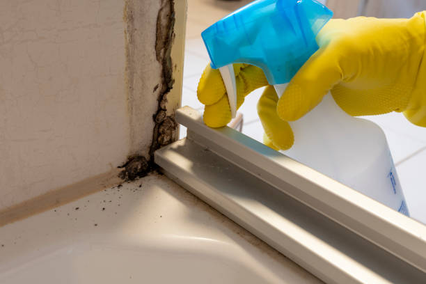 Best Health and Safety Mold Remediation in Washington, DC