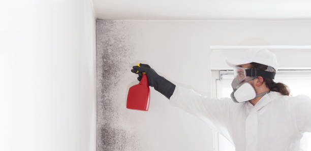 Best Preventive Mold Services in Washington, DC