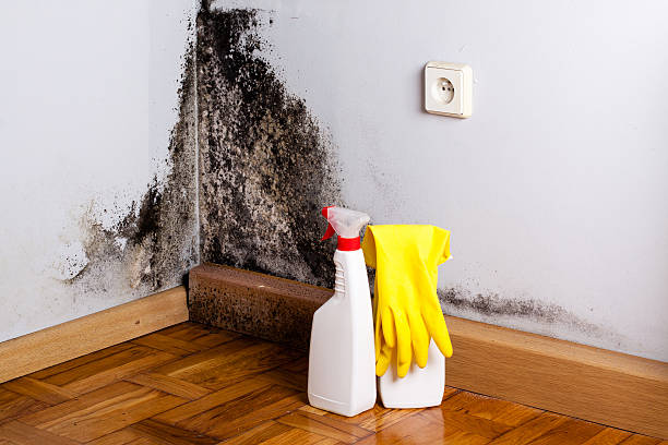 Best White Mold Remediation in Washington, DC