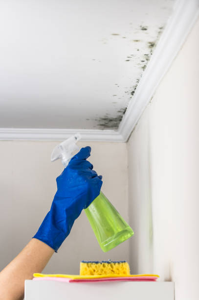 Best Post-Flood Mold Remediation in Washington, DC